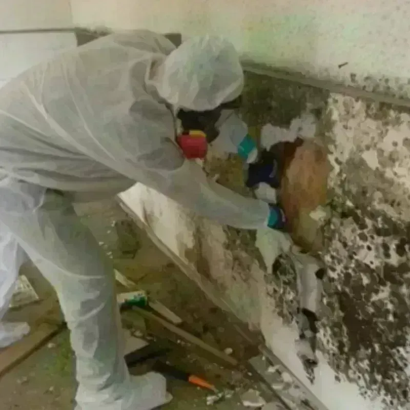 Mold Remediation and Removal in Quay County, NM